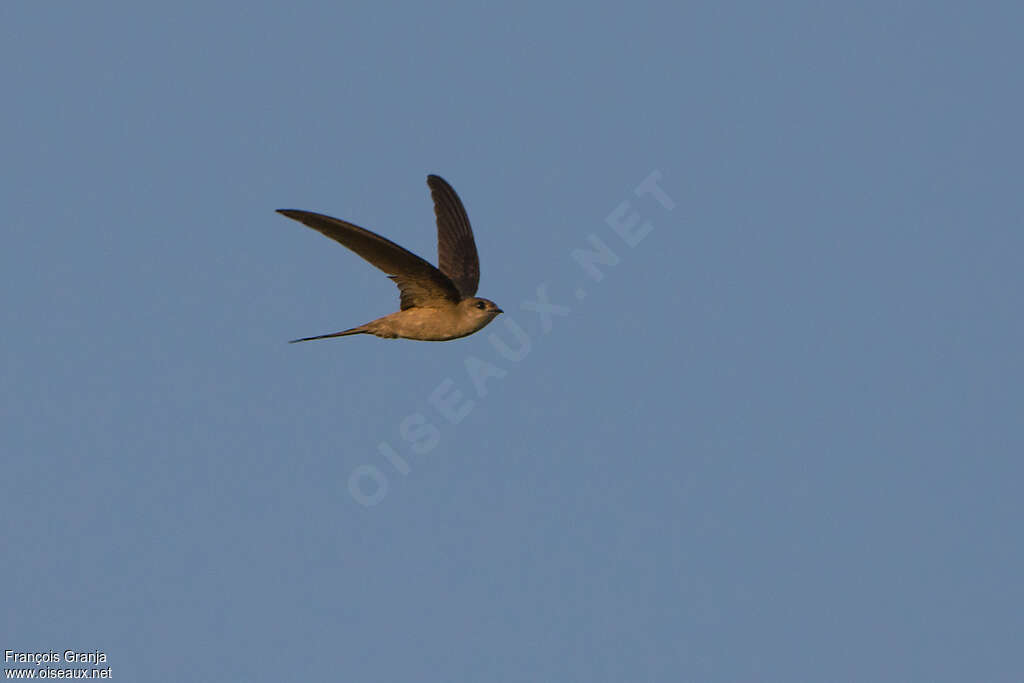 Asian Palm Swift