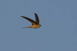 Asian Palm Swift