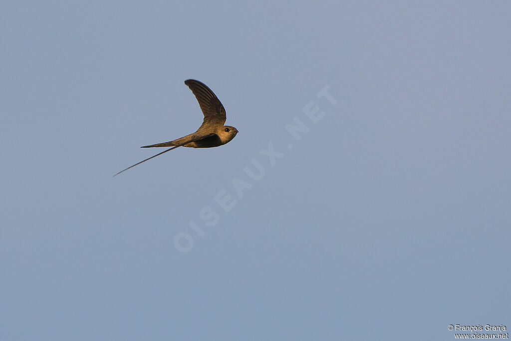 Asian Palm Swift