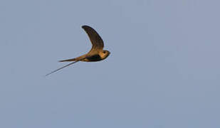 Asian Palm Swift