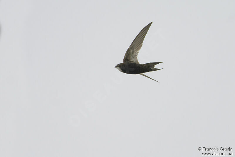 White-rumped Swiftadult