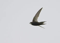 White-rumped Swift