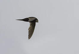 White-rumped Swift