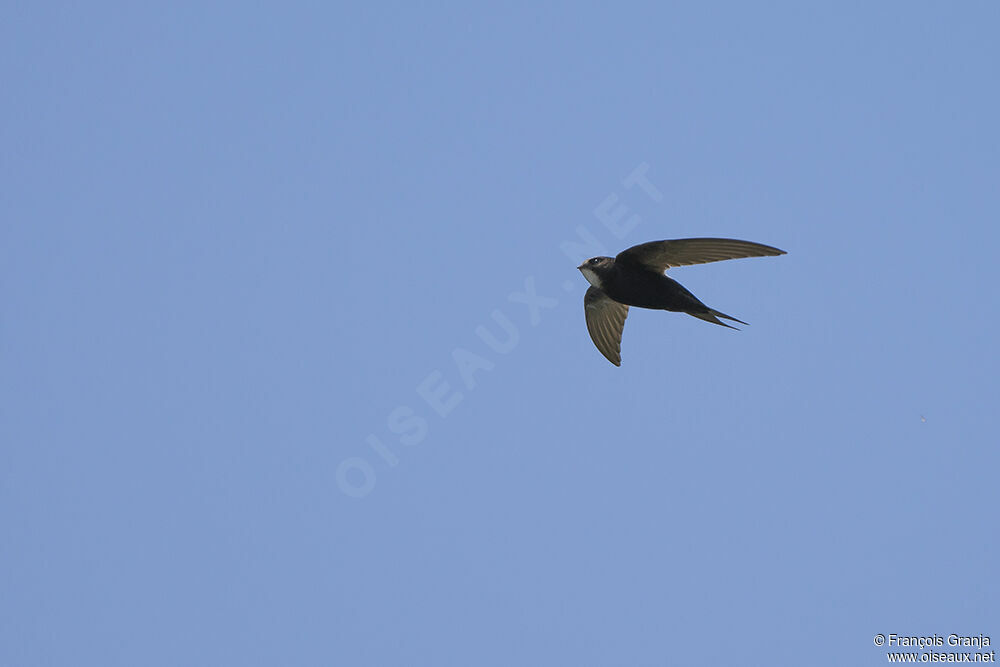 White-rumped Swiftadult