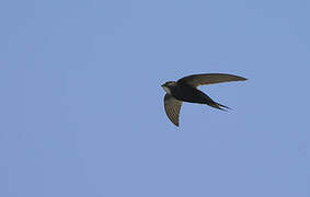 White-rumped Swift