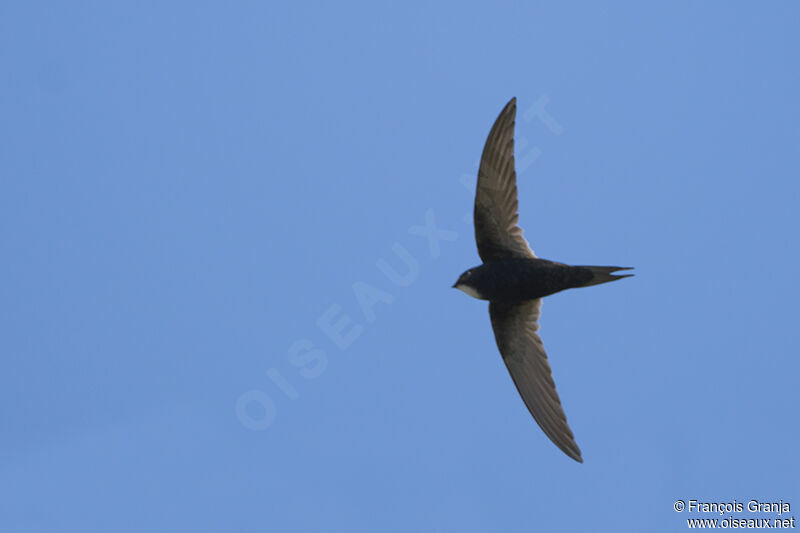 White-rumped Swiftadult