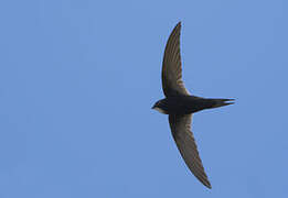 White-rumped Swift