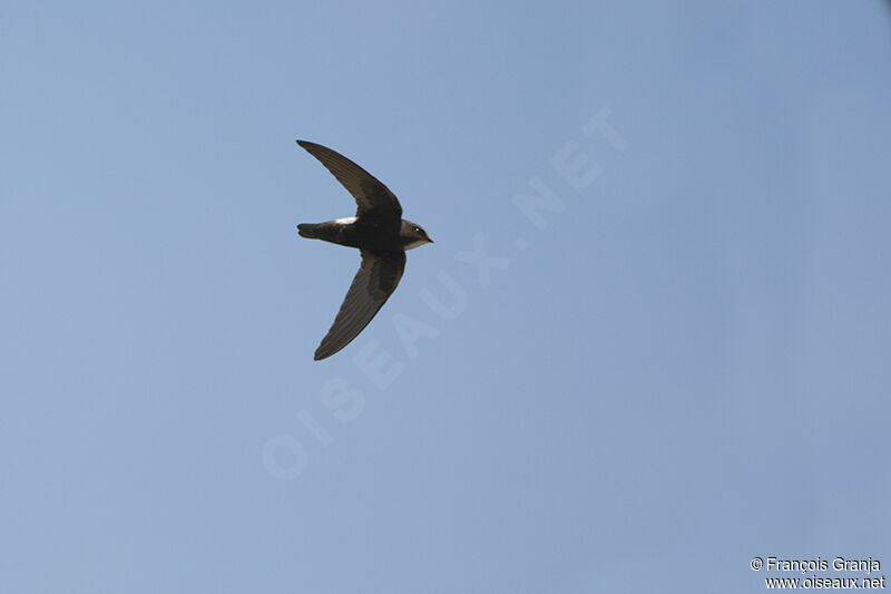 Little Swiftadult