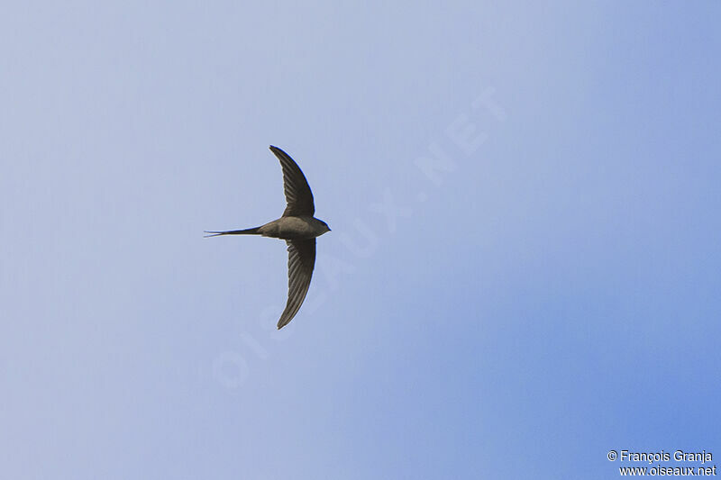 African Palm Swiftadult