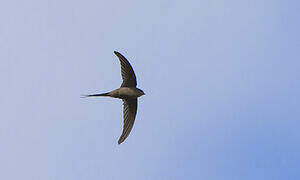 African Palm Swift