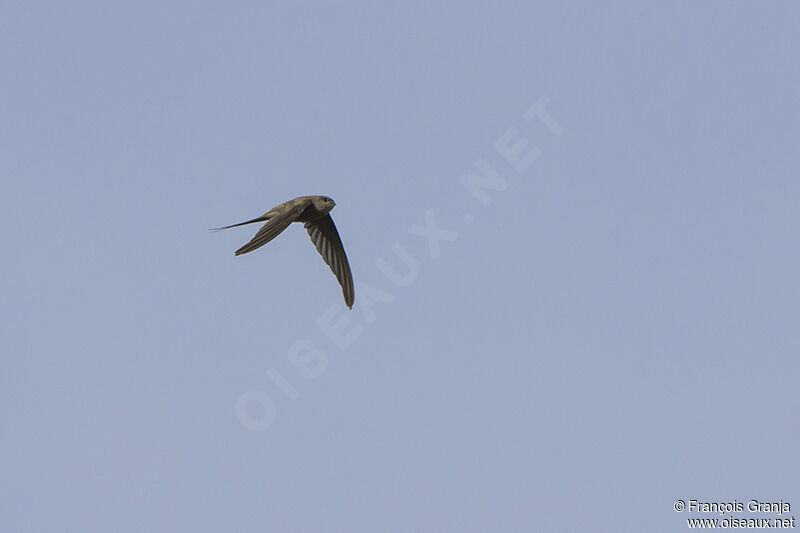 African Palm Swiftadult