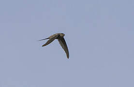 African Palm Swift