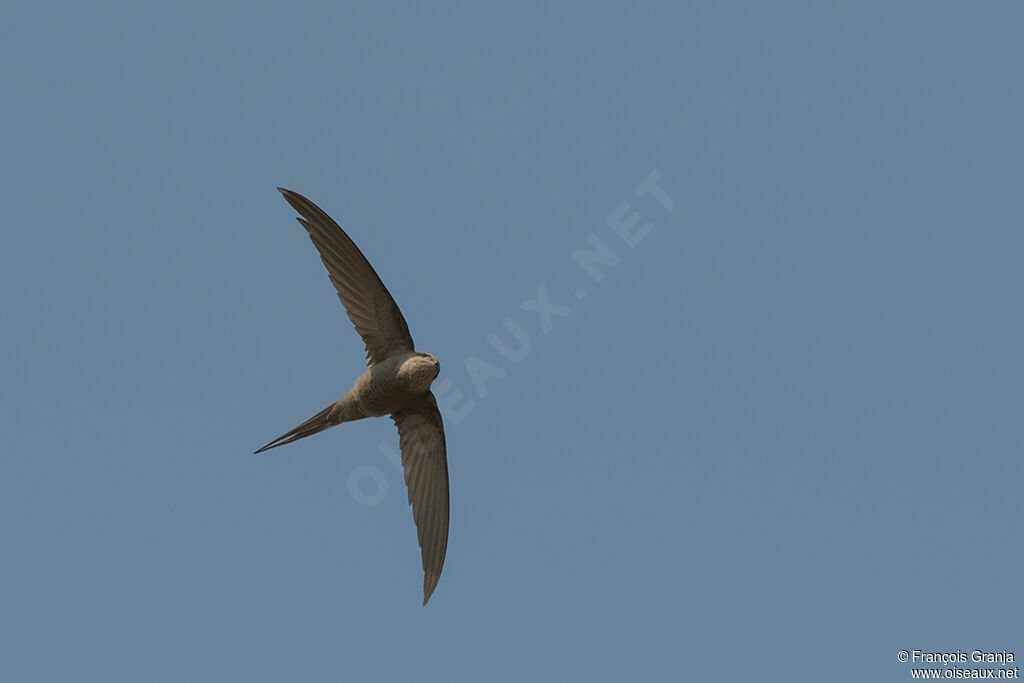 African Palm Swift