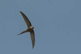 African Palm Swift