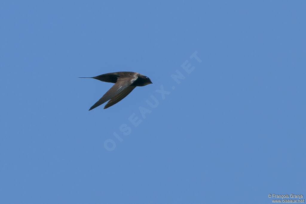 Common Swiftadult