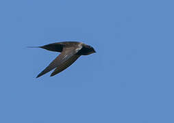 Common Swift