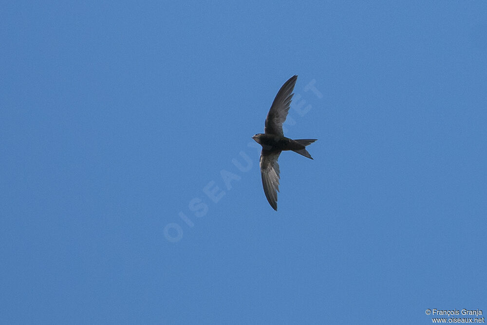 Common Swiftadult