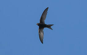 Common Swift