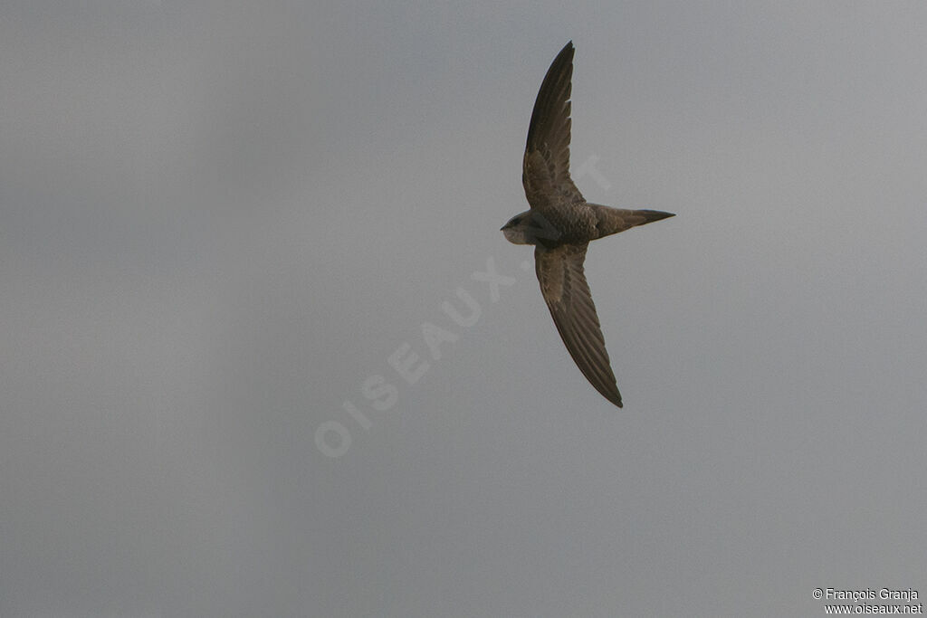 Pallid Swiftadult