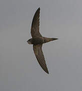 Pallid Swift