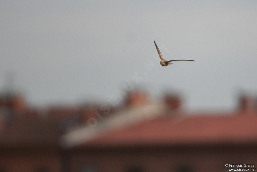 Pallid Swift