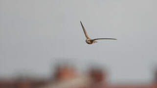 Pallid Swift