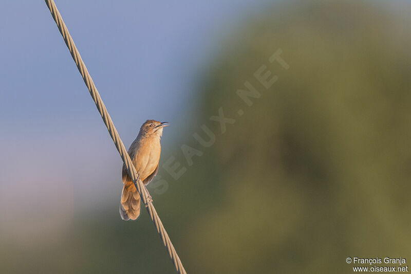 Moustached Grass Warbleradult