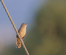 Moustached Grass Warbler