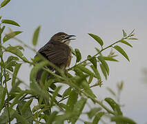 Moustached Grass Warbler