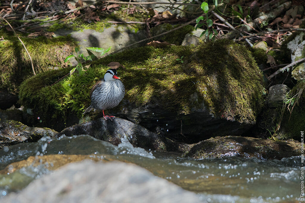 Torrent Duck