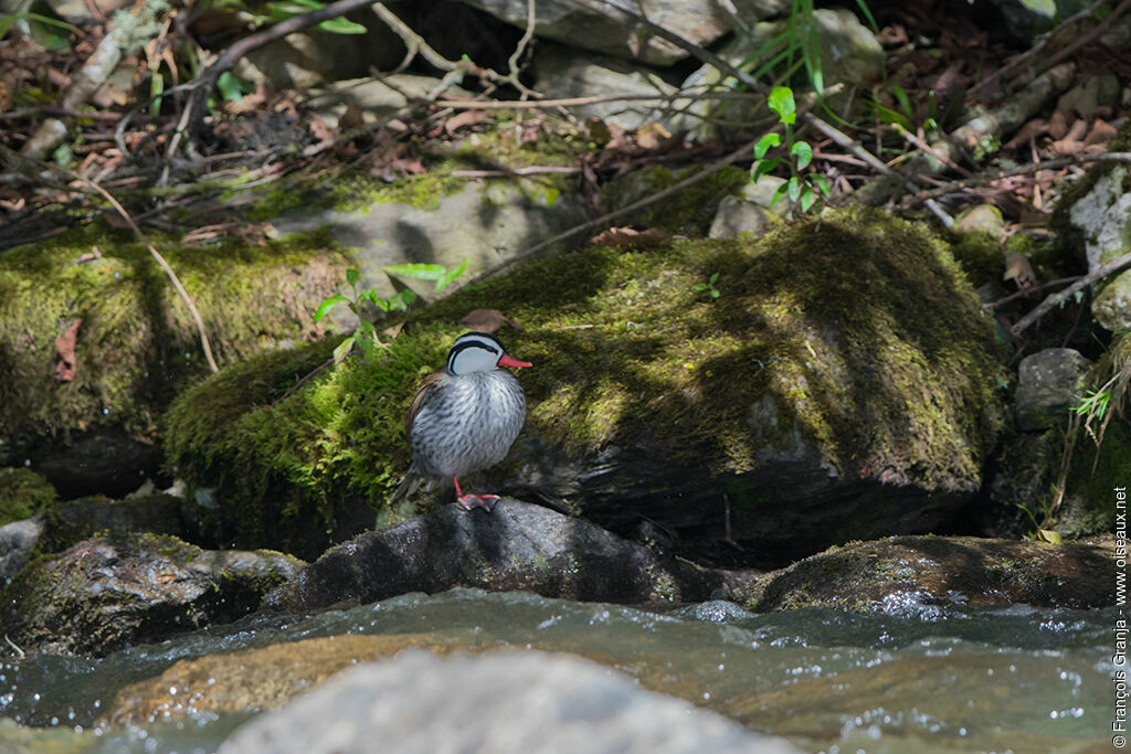 Torrent Duck