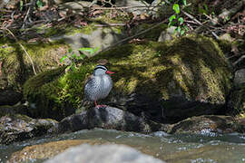 Torrent Duck