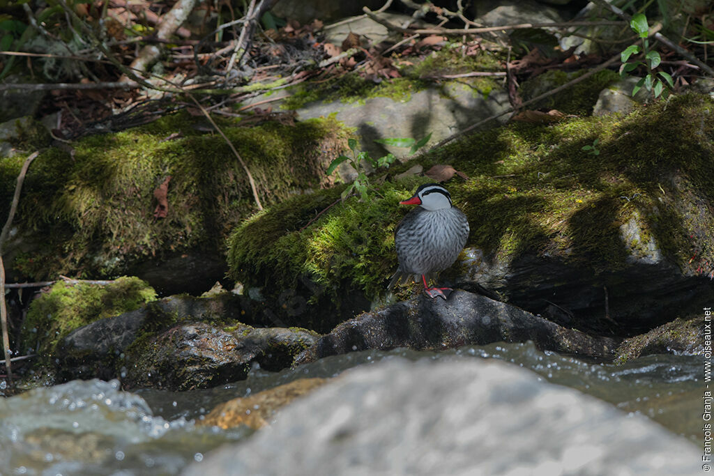 Torrent Duck