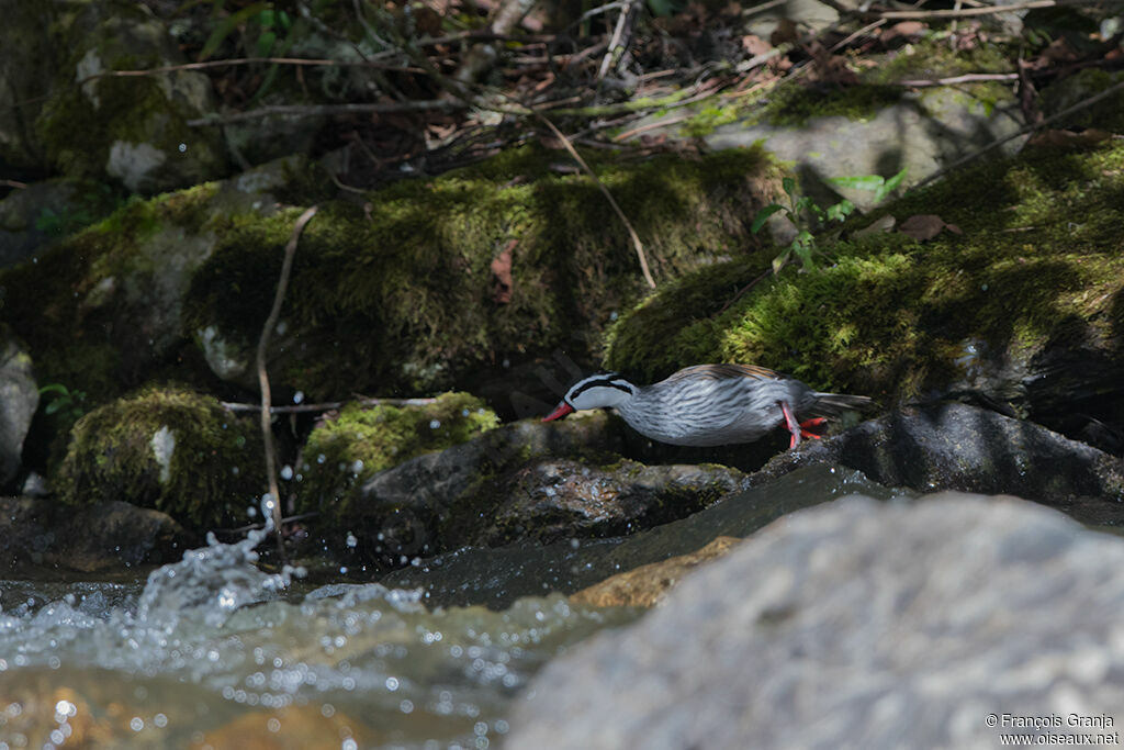 Torrent Duck