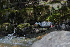 Torrent Duck