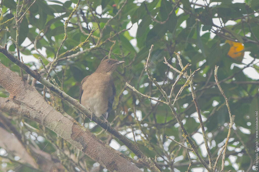 Black-billed Thrush