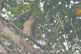 Black-billed Thrush