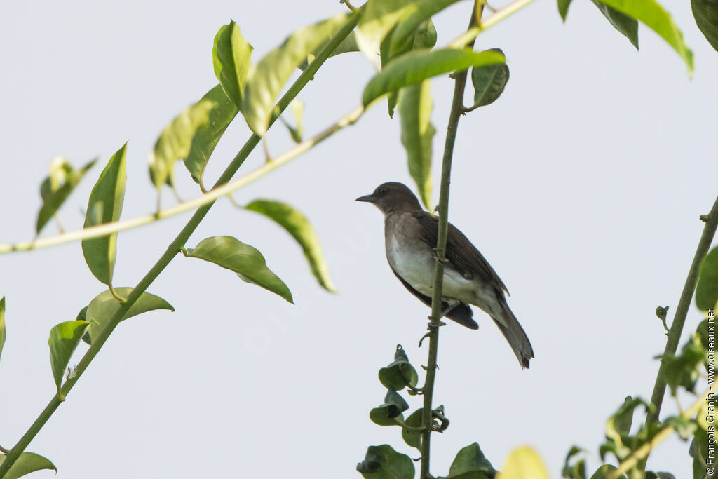 Black-billed Thrush