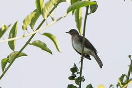 Black-billed Thrush