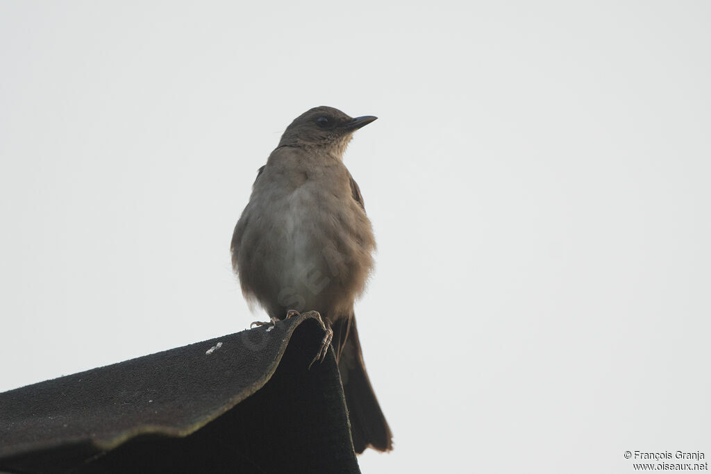 Black-billed Thrush