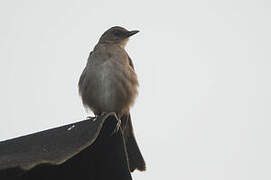 Black-billed Thrush