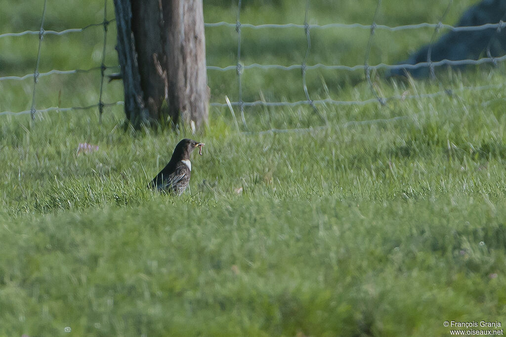 Ring Ouzel male adult