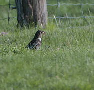 Ring Ouzel