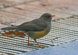 Abyssinian Thrush