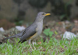 African Thrush