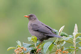 Chiguanco Thrush