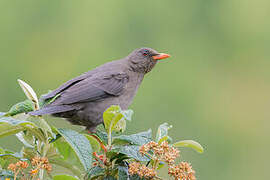 Chiguanco Thrush