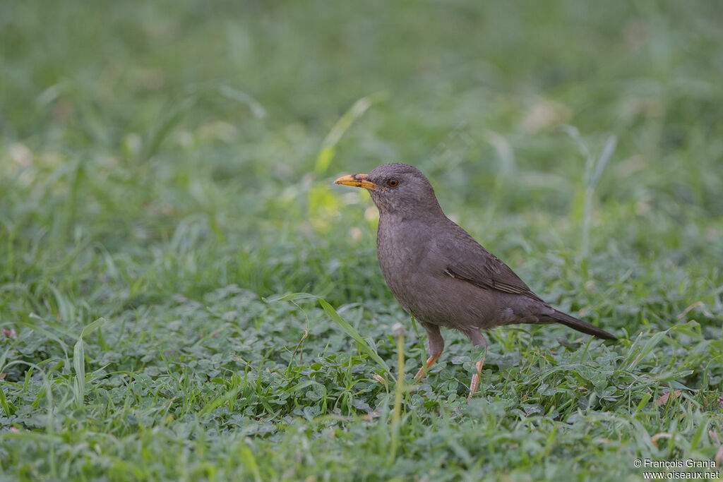 Chiguanco Thrush