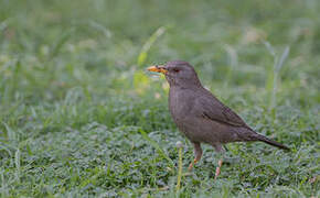 Chiguanco Thrush