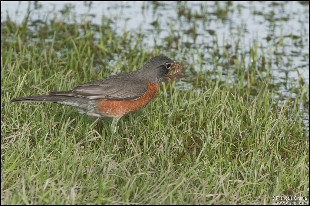 American Robinadult